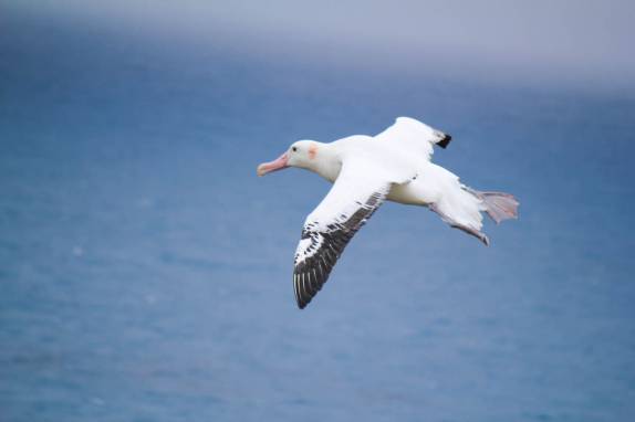 A maior ave alada do mundo, um Wandering Albatross nos céus de Prion Island, na Geórgia do Sul